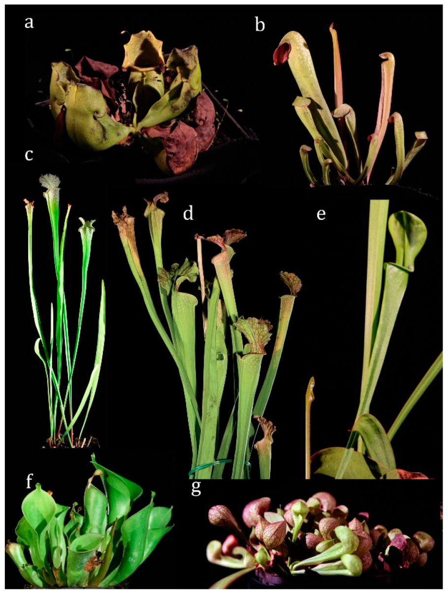 Саррацения Стивенси