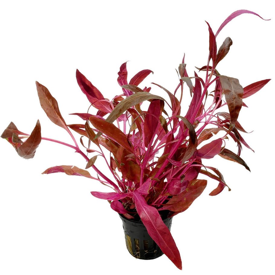 Alternanthera bettzickiana Red