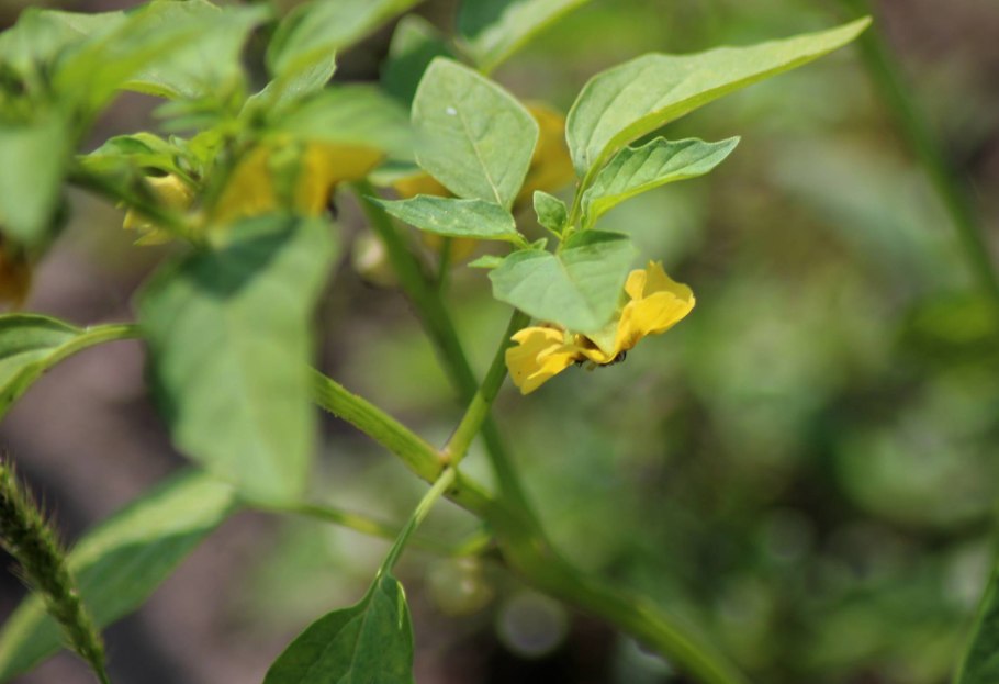 Карамболь Пасленовые