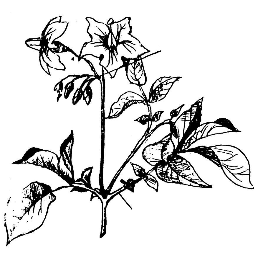 Базилик Пасленовые