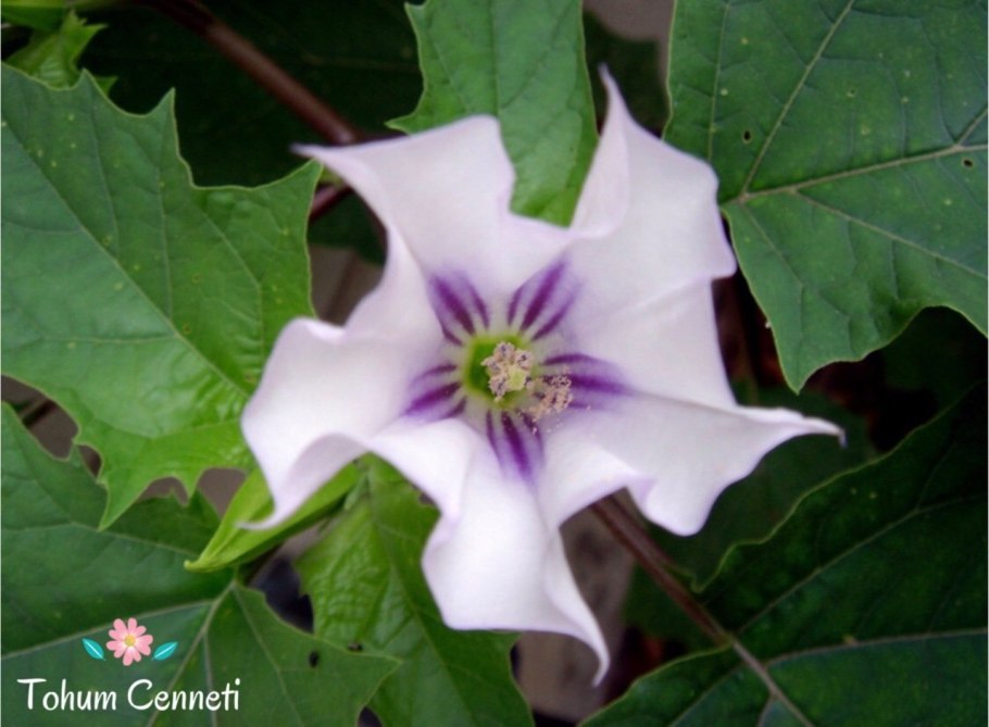 Дурман обыкновенный