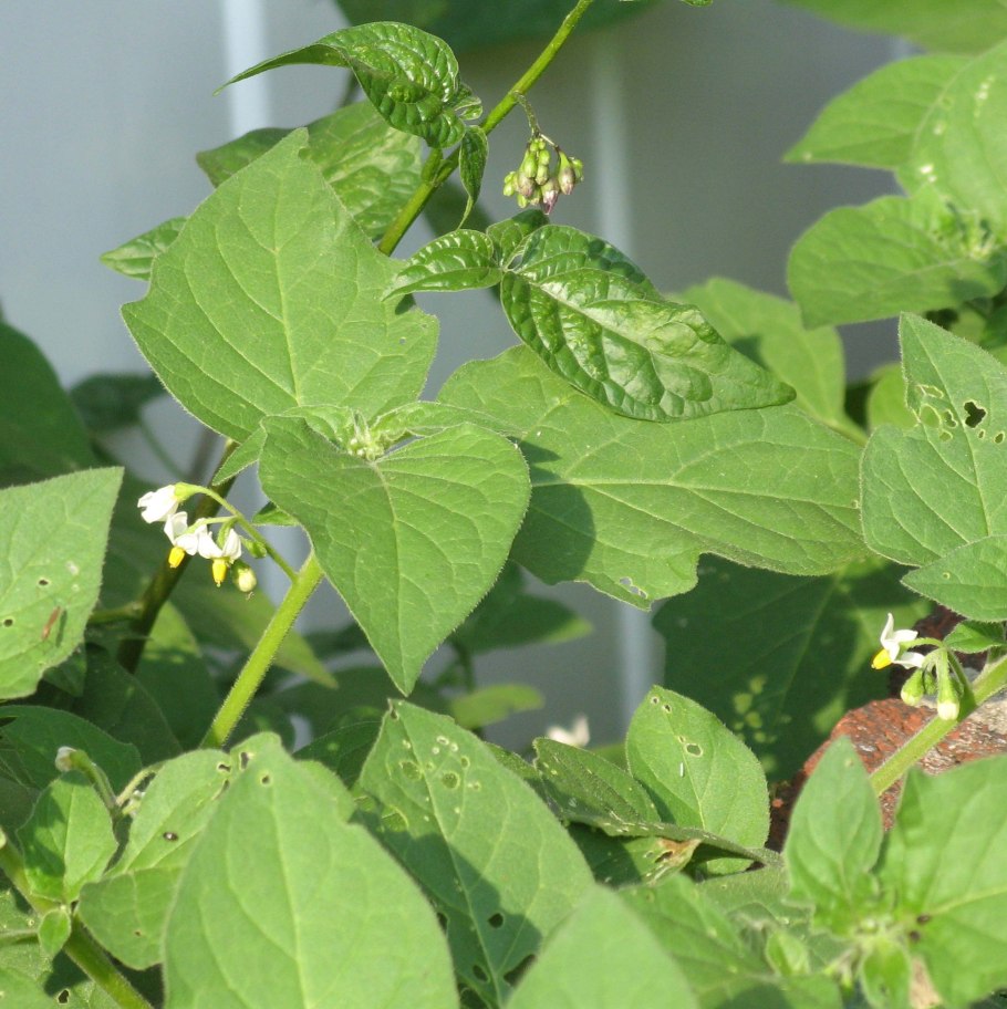 Паслен сорняк