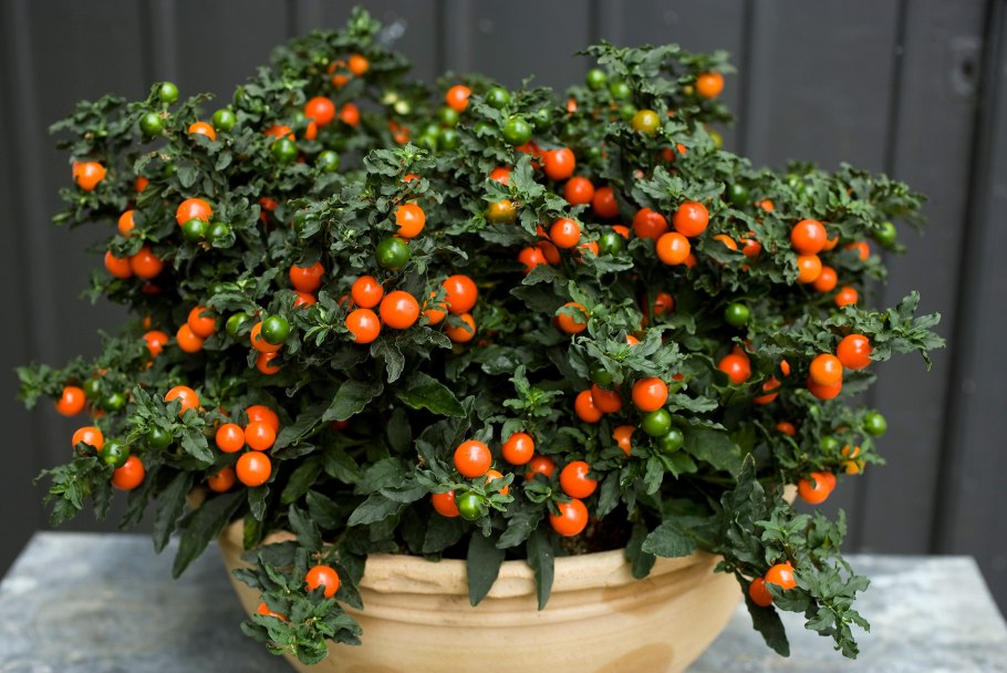 Паслён ложноперечный