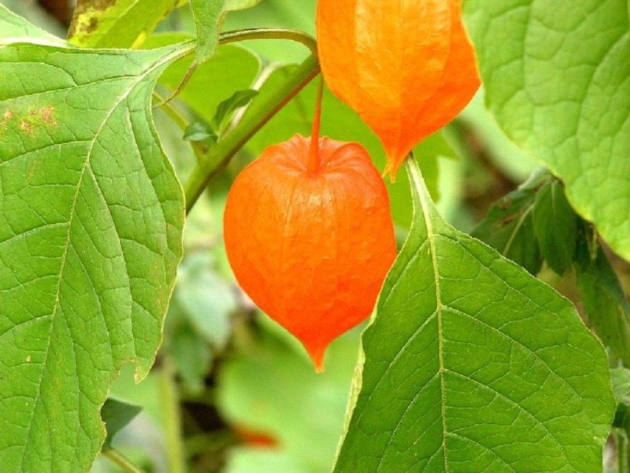 Физалис Грибовский