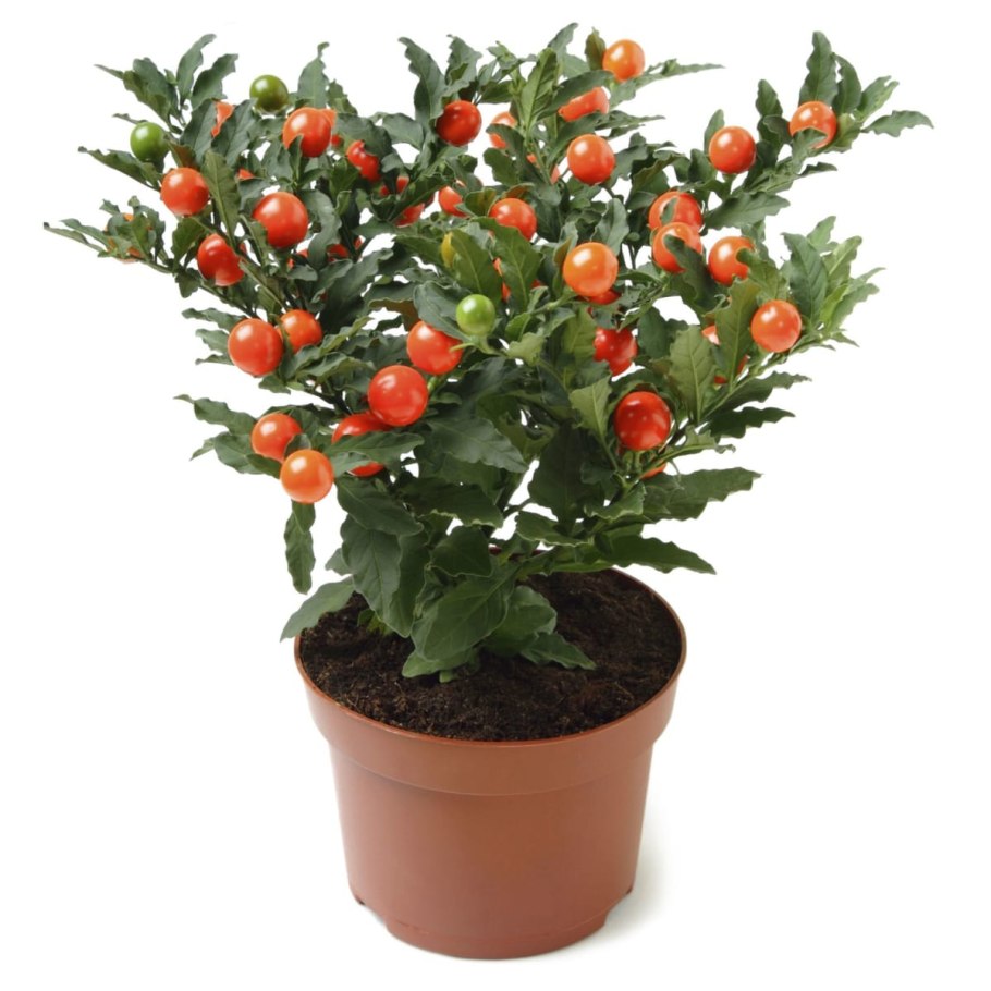 Паслен Соланум