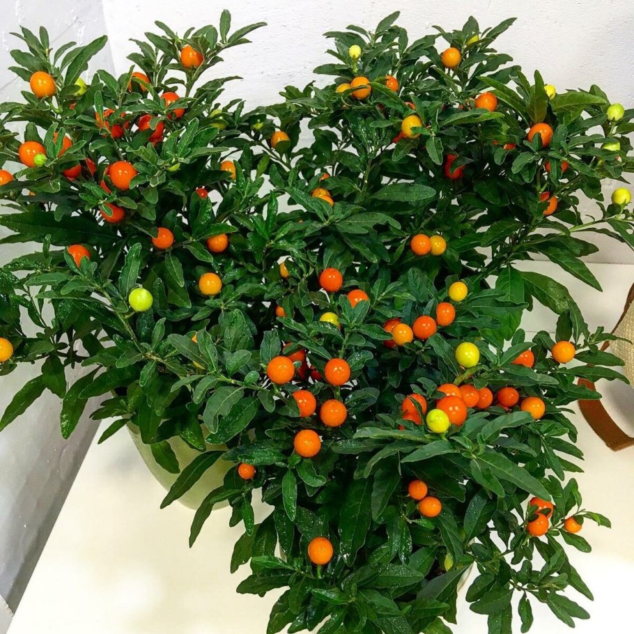 Паслён ложноперечный