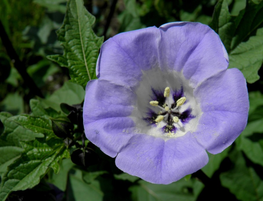 Никанрда физалевидная