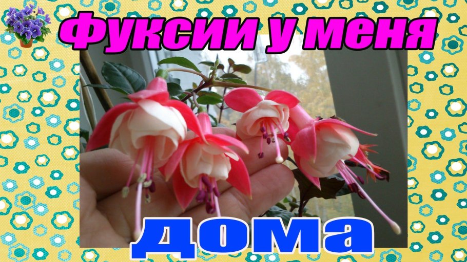 Прищипка рассады томатов
