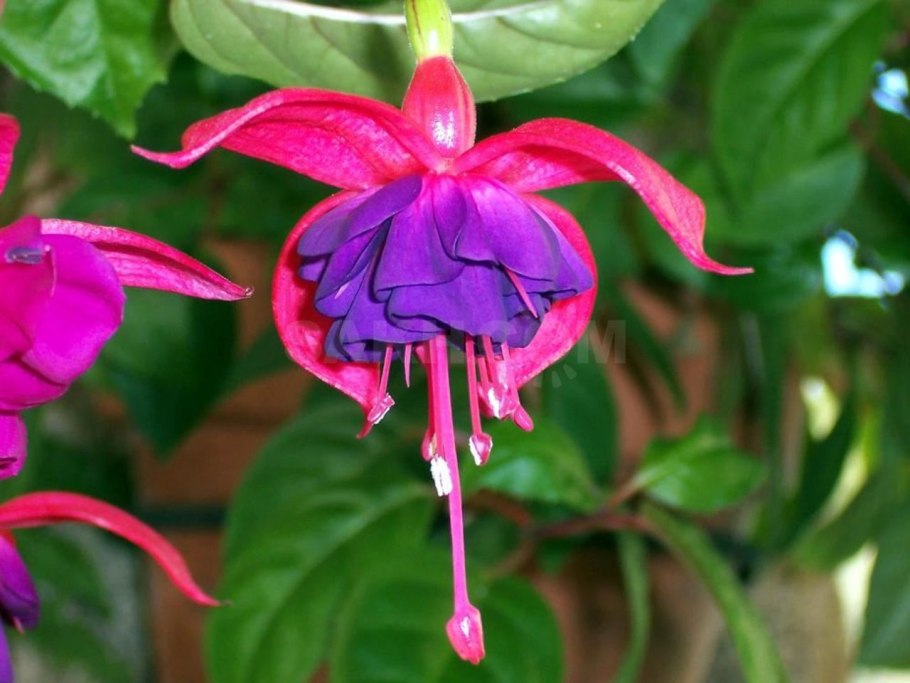 Фуксия Fuchsia Trailing Sunbeam Paloma