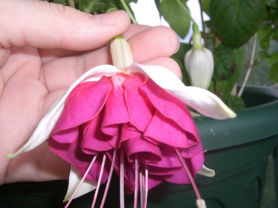 Фуксия из фоамирана