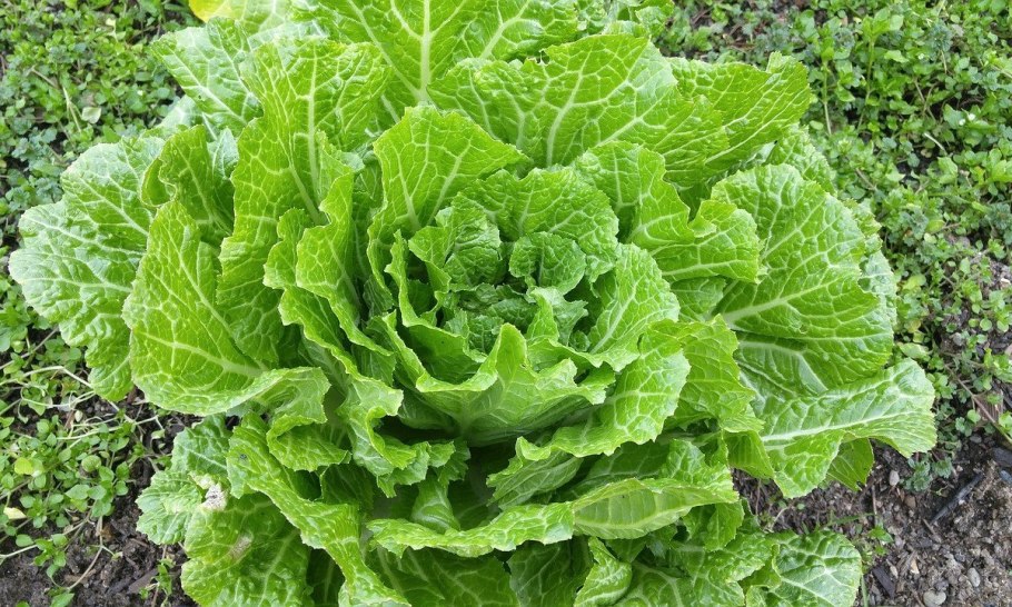 Капуста белокочанная кольраби брокколи