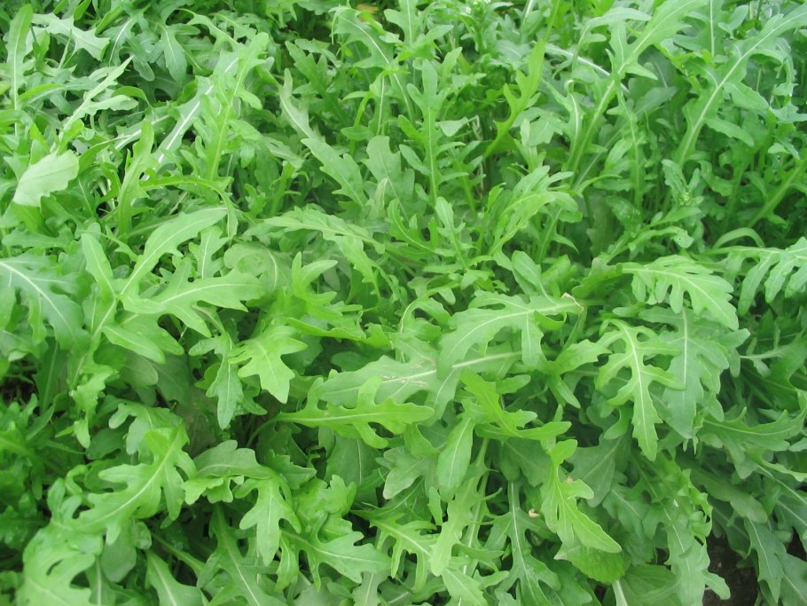 Крестоцветная блошка капустная