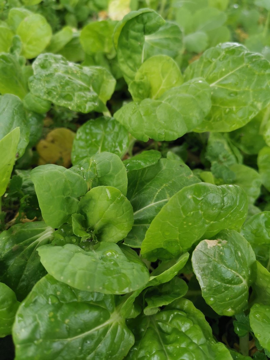 Шпинат толстолистный