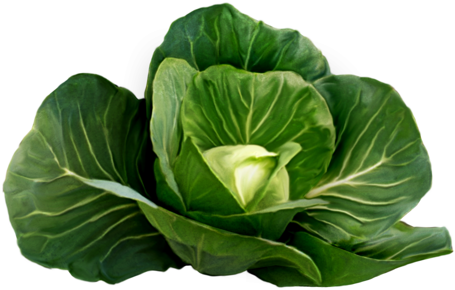 Капуста кудрявая Кейл