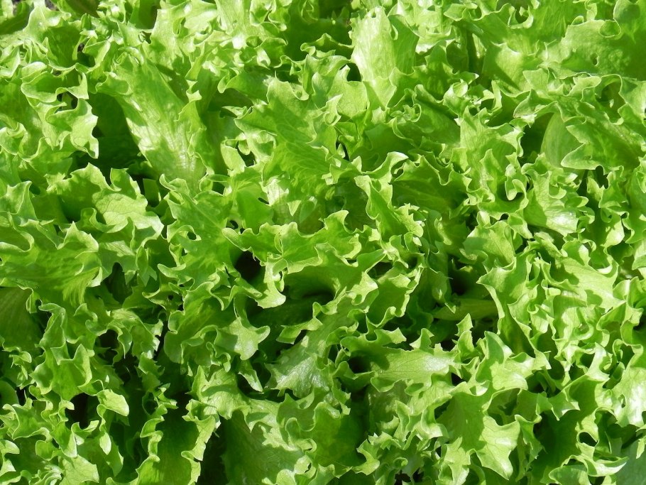 Латук кочанный