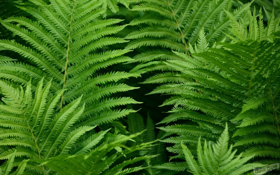 Марратия папоротник