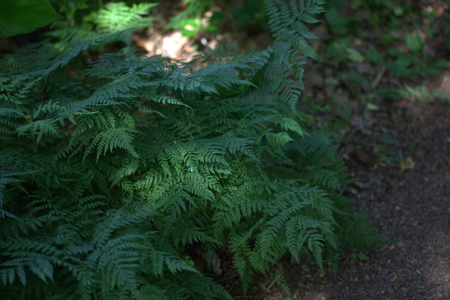 Диплазиум Сибирский