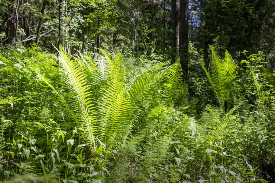 Лес древесных папоротников Пермь