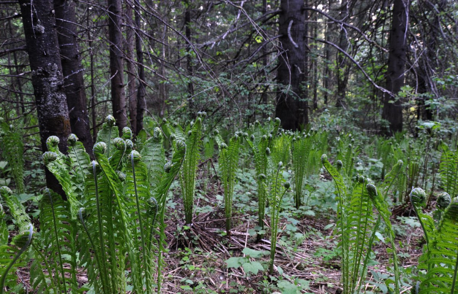 Таежный папоротник орляк