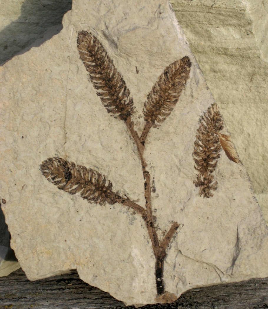 Семена древних растений