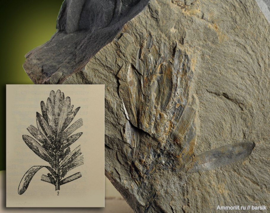 Кордаиты Пермского периода