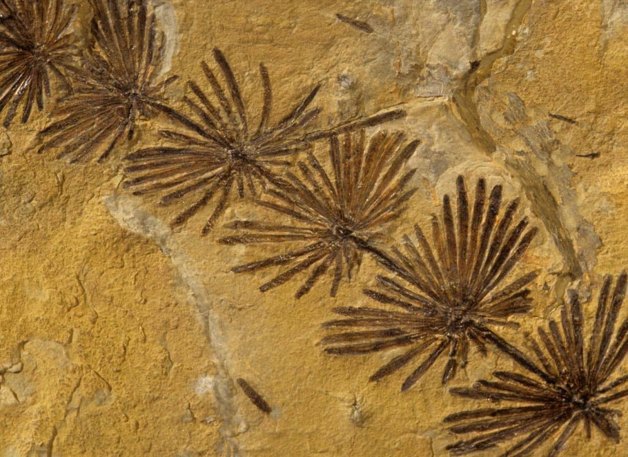 Окаменелости хвоща