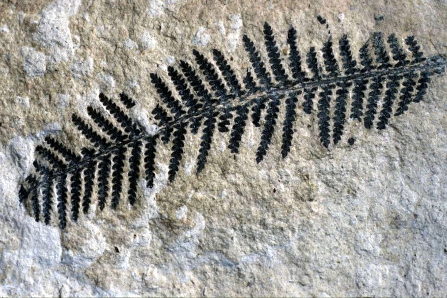 Древние папоротники окаменелости