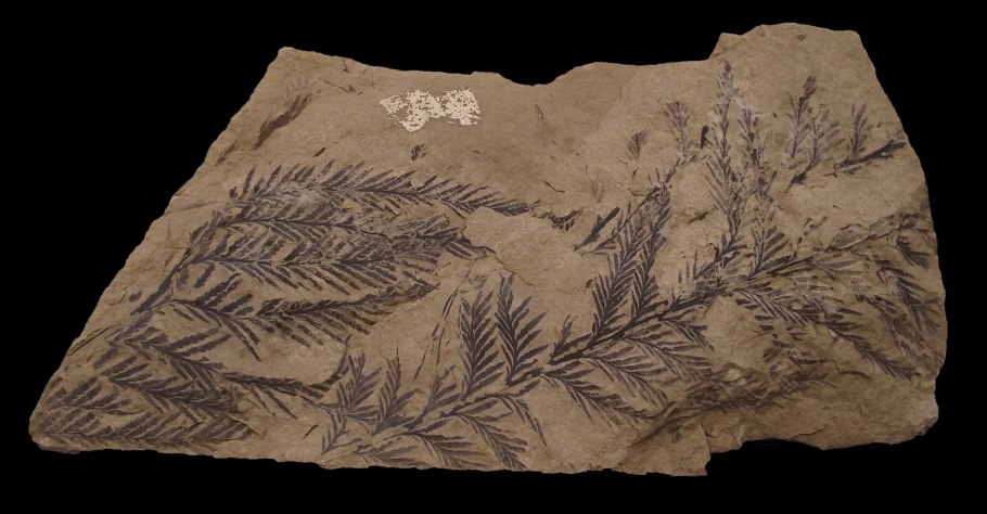 Окаменелости папоротников