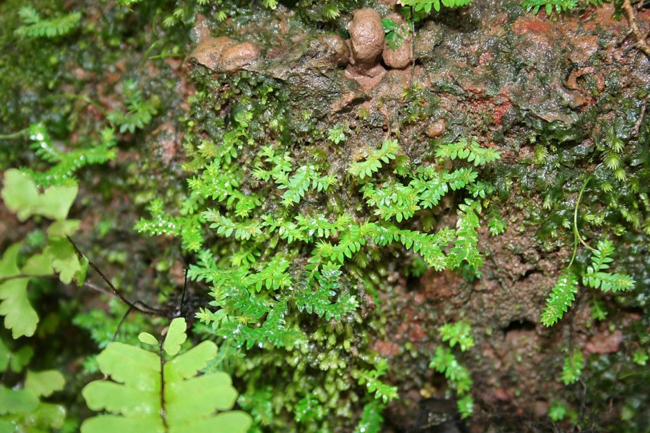 Селагинелла мелкозубчатая