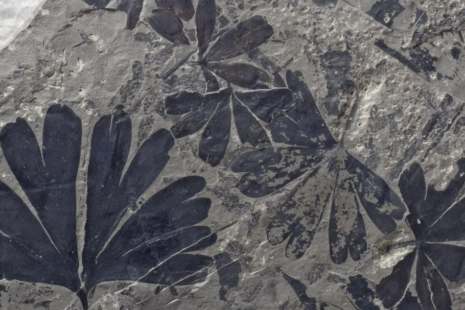 Гинкго Отпечатки палеонтология