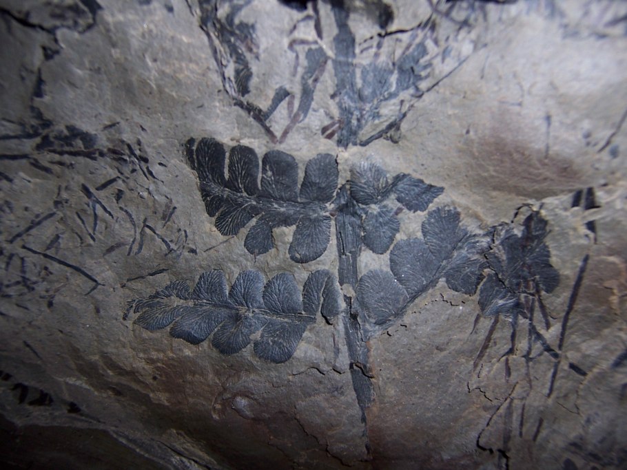 Палеоботаника Палеобот