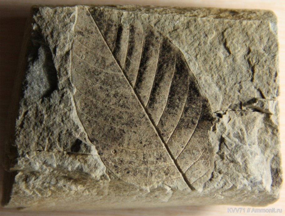 Окаменелости растений