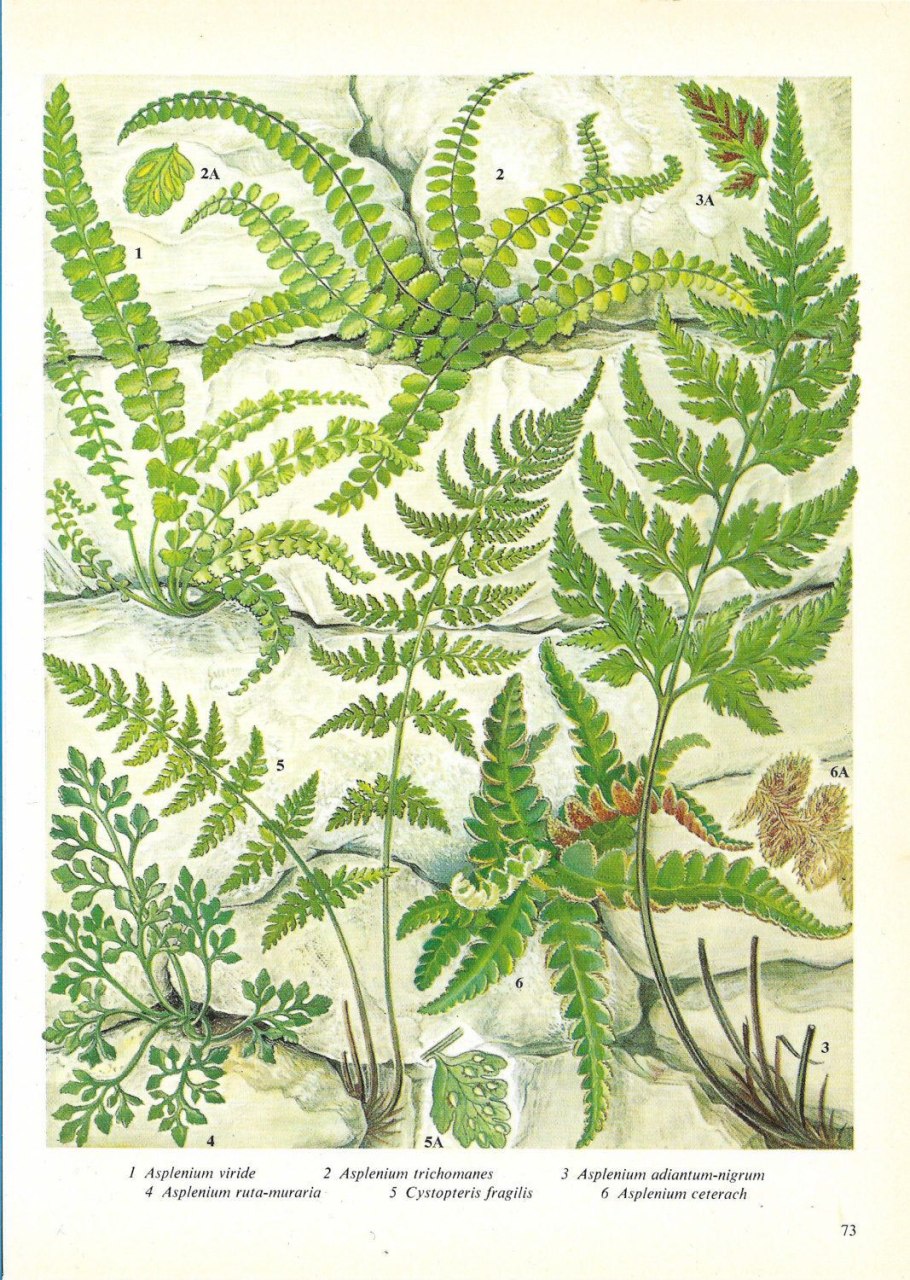 Китайская живопись.папоротник