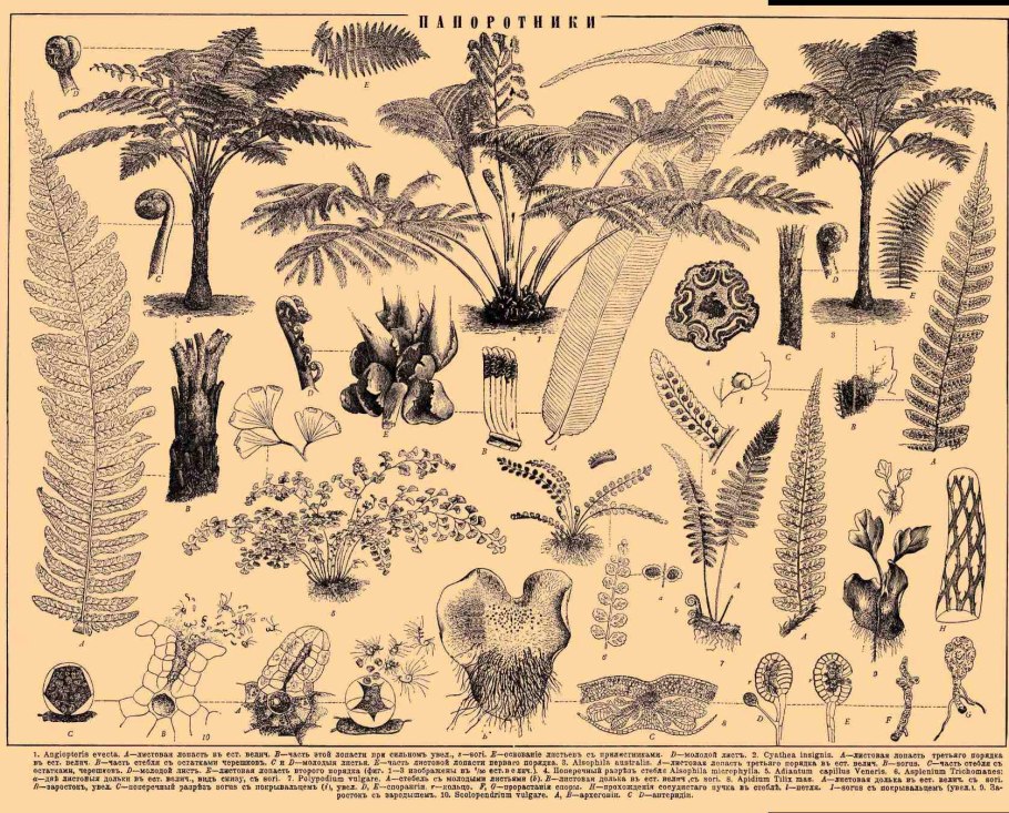 Древние изображения растений