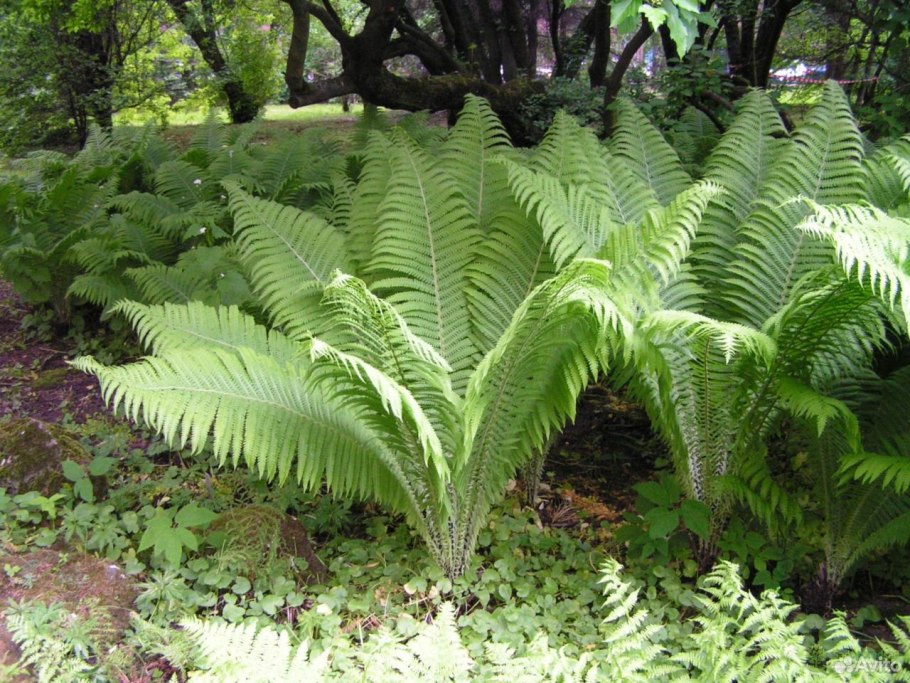 Папоротник куст фото