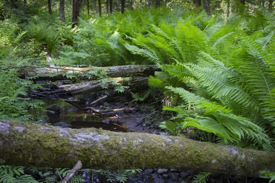 Папоротники Юрского периода