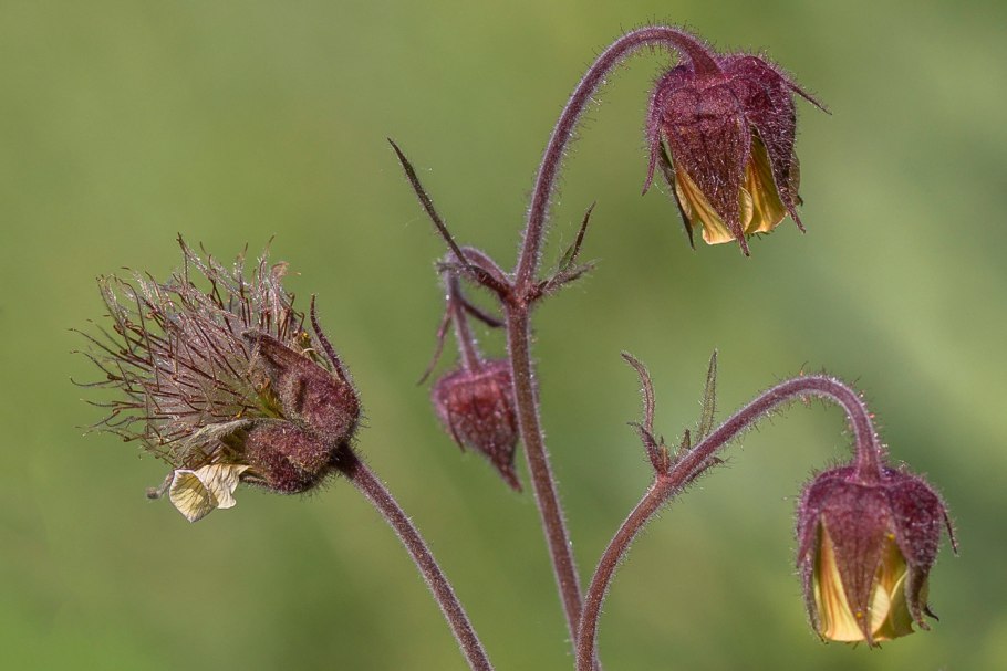 Гравилат Речной – Geum Rivale