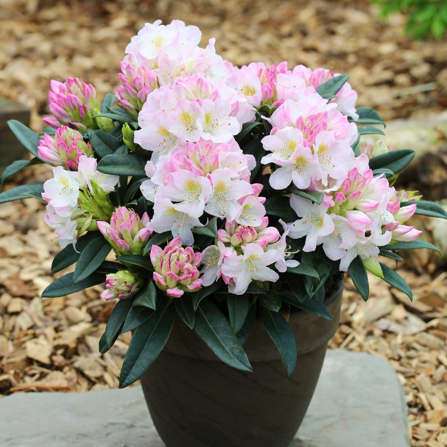 Рододендрон вечнозеленый Гаага