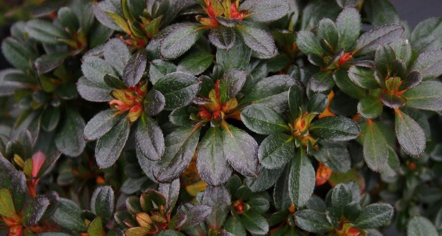 Азалия Anne Frank