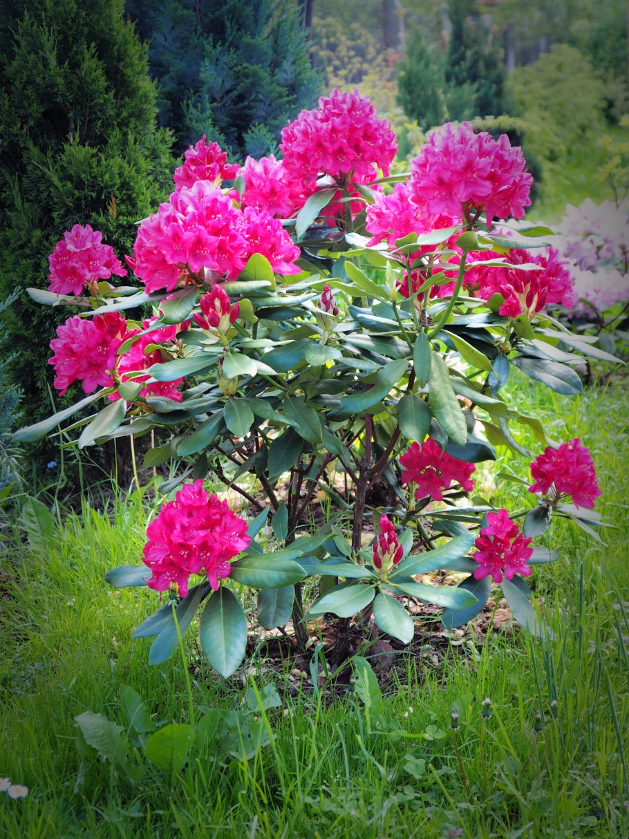 Rhododendron 'Mayaro'