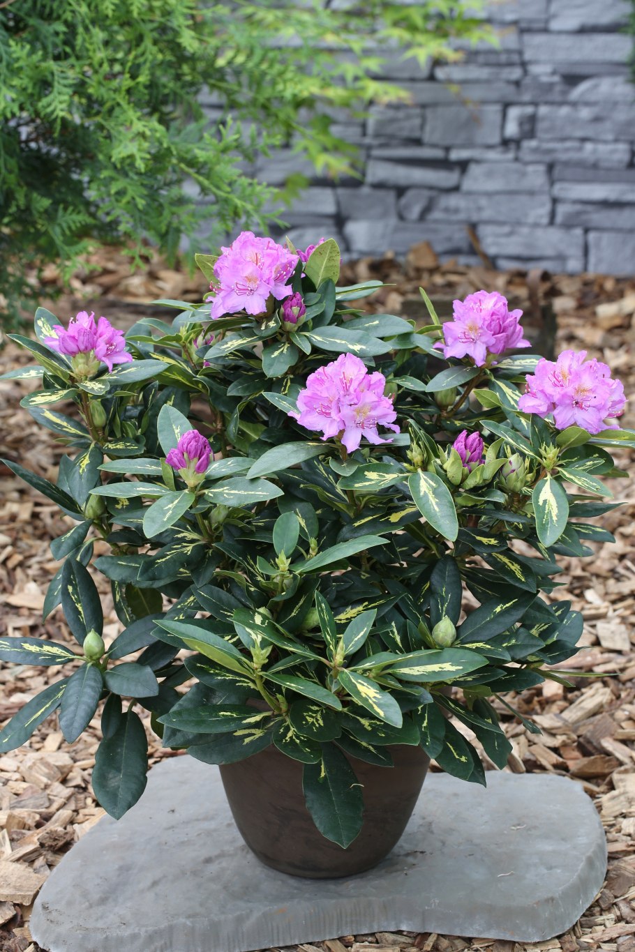 Рододендрон гибридный Anah Kruschke