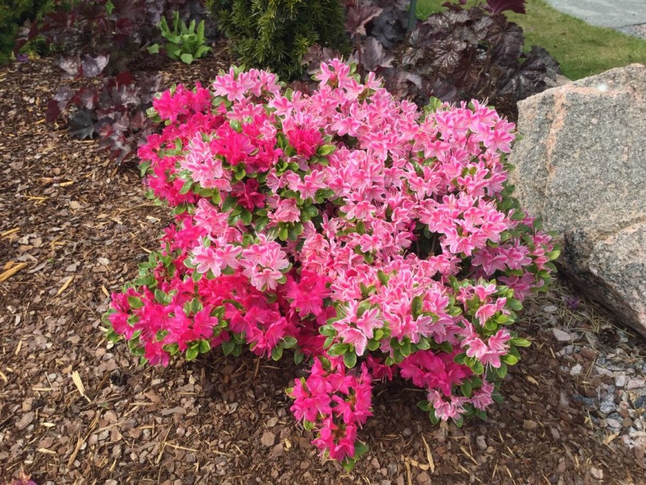 Рододендрон grandiflorum