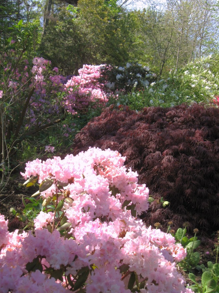 Рододендрон Силфидес