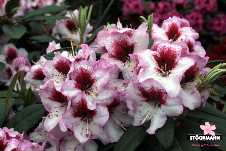 Рододендрон Канцонетта