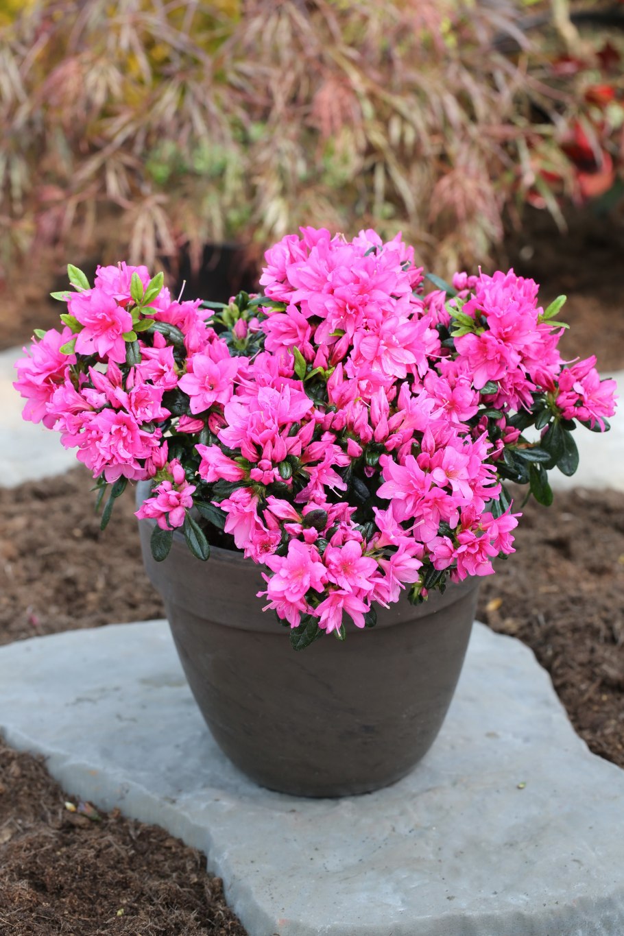 Рододендрон якушиманский fantastica