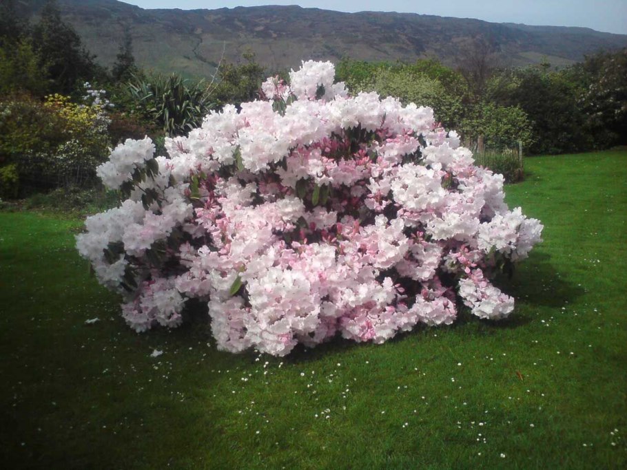 Азалия рододендрон дерево