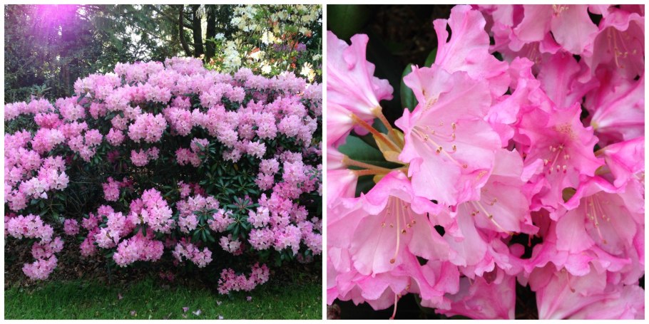 Рододендрон цветет