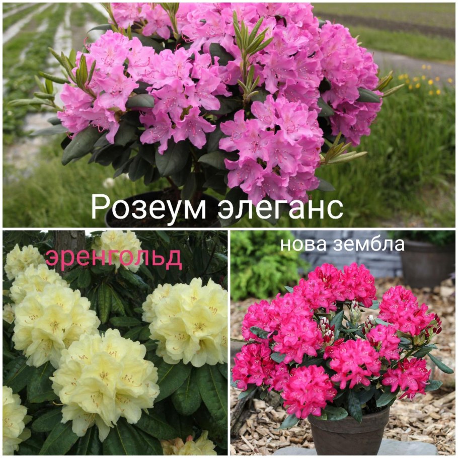 Рододендрон катевбинский розеум элеганс