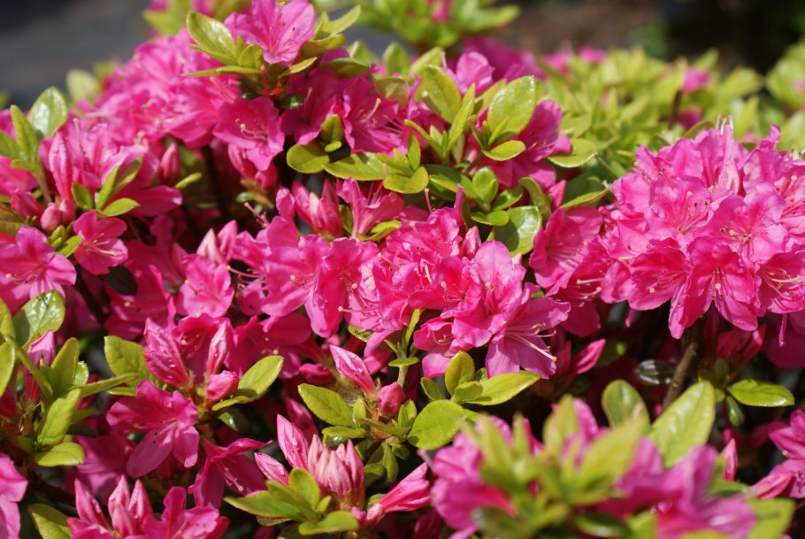 Рододендрон гибридный Флоренс Сара Смит