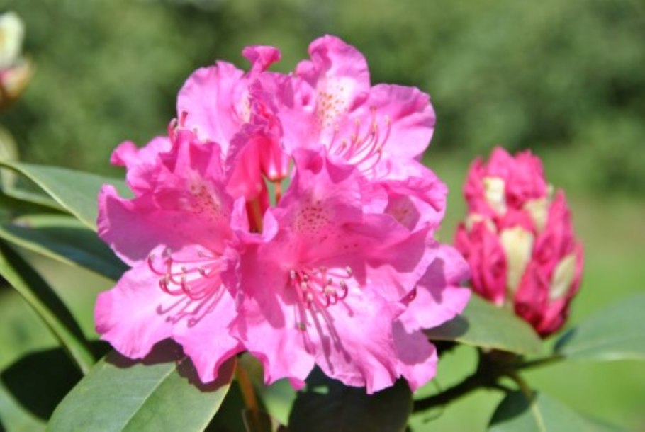 Азалия/рододендрон гибридный Francesca